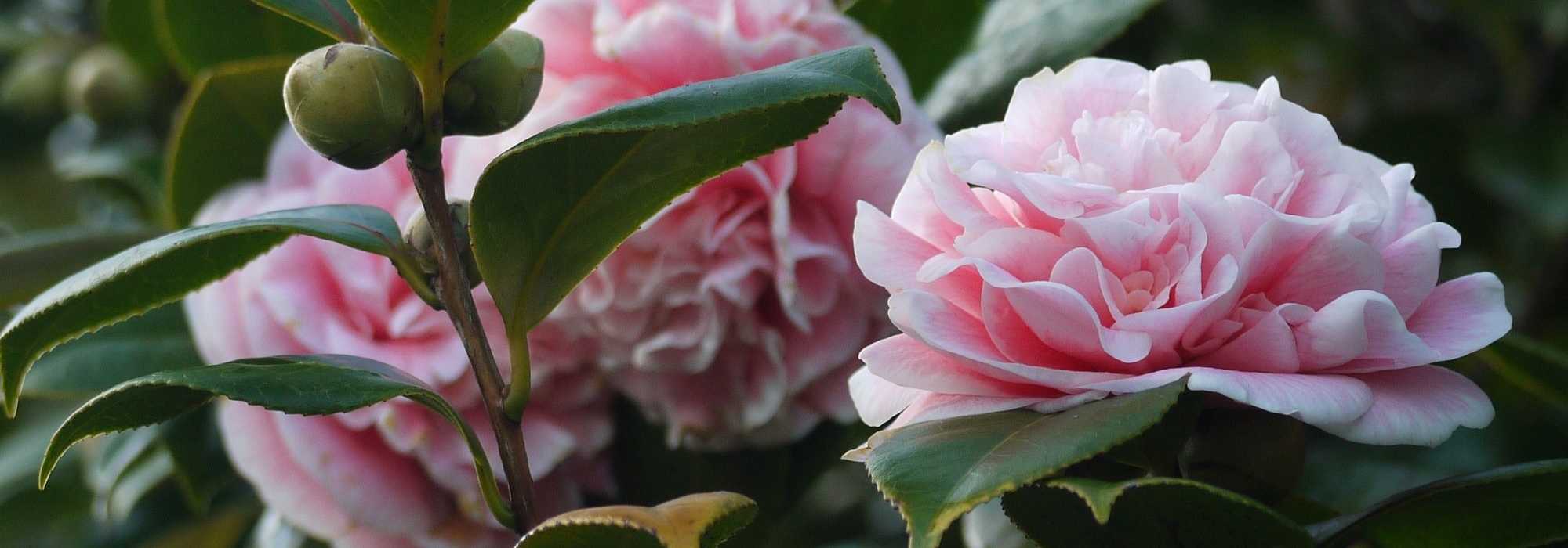 4 Kamelien für einen Naturgarten