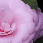 6 Japanische Kamelien für jeden Garten