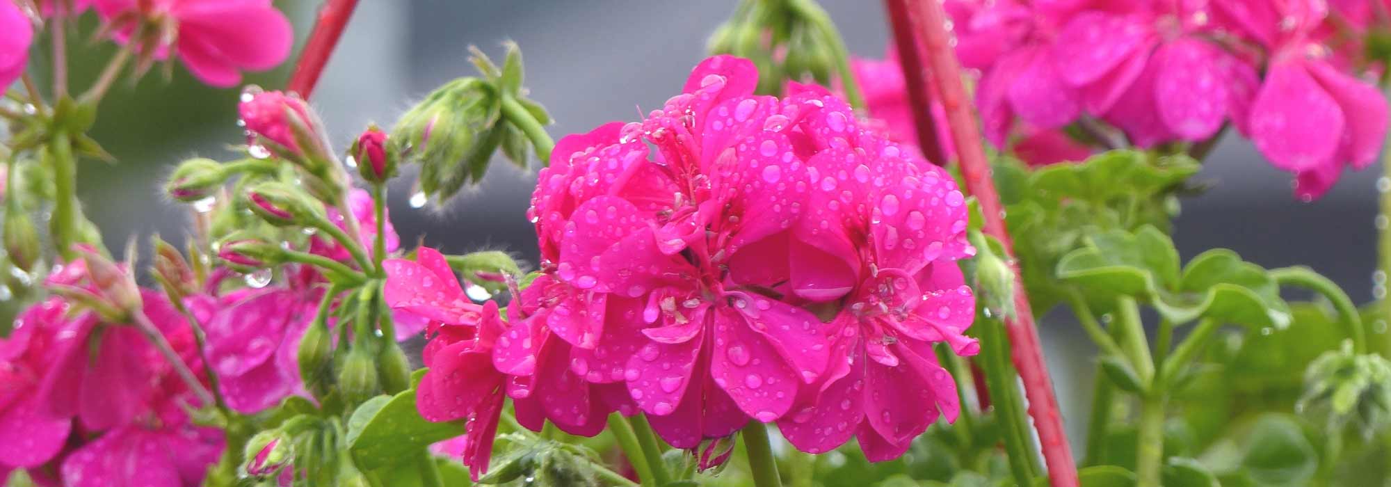 Pelargonium, Storchschnabel: Pflanzen und Pflege