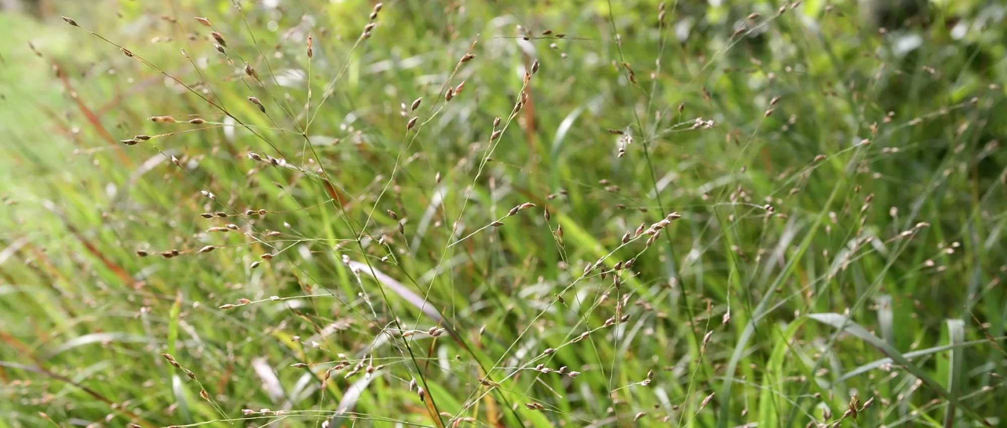 Hirse: Pflanzen, Pflege, Teilen