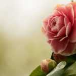 Camellien kombinieren?