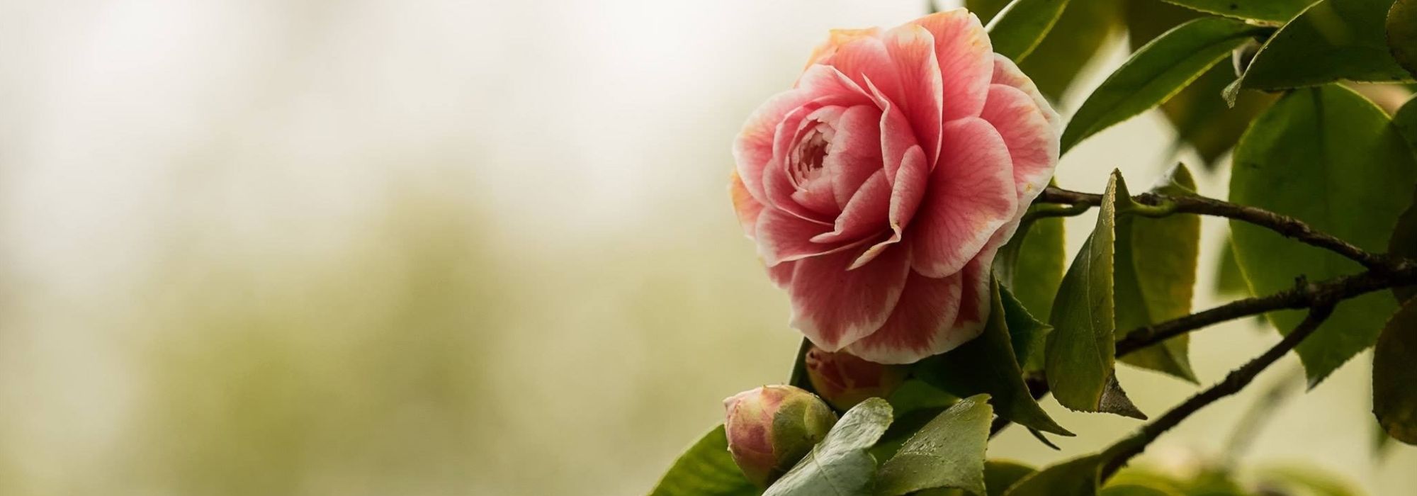 Camellien kombinieren?