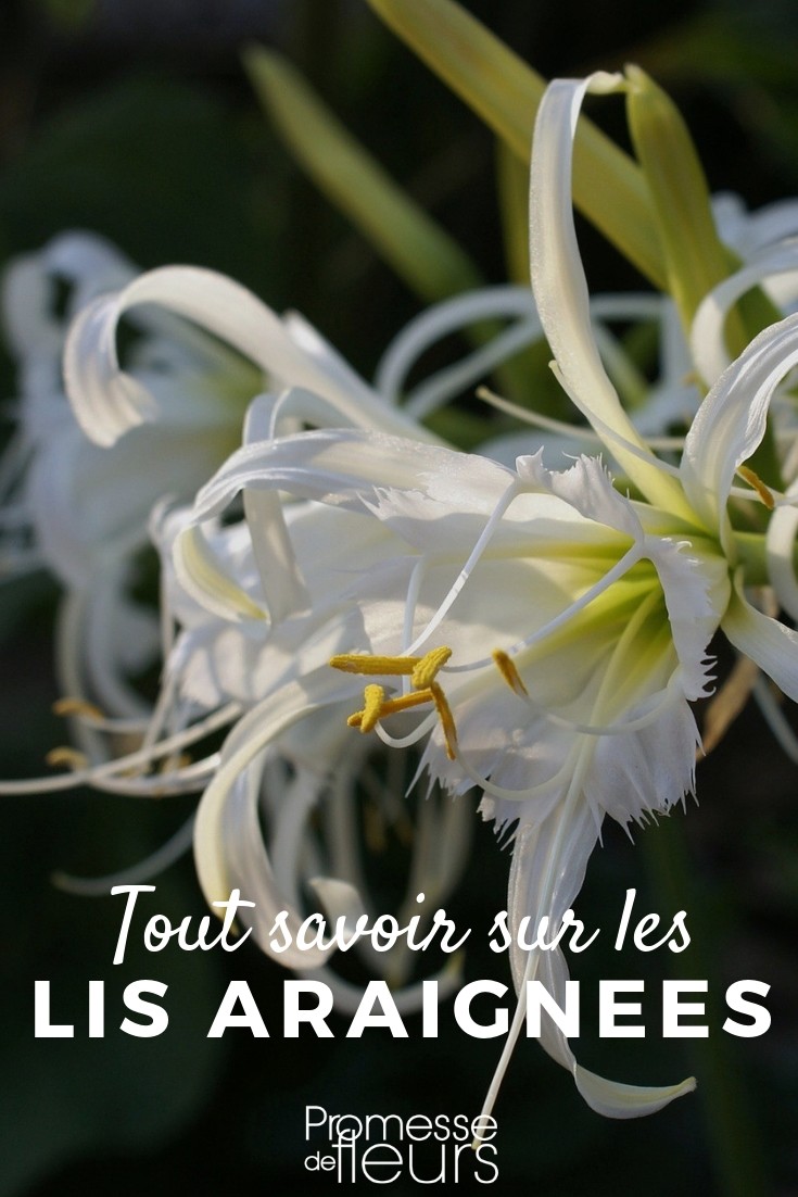 Hymenocallis, Ismene – Alles, was Sie wissen müssen