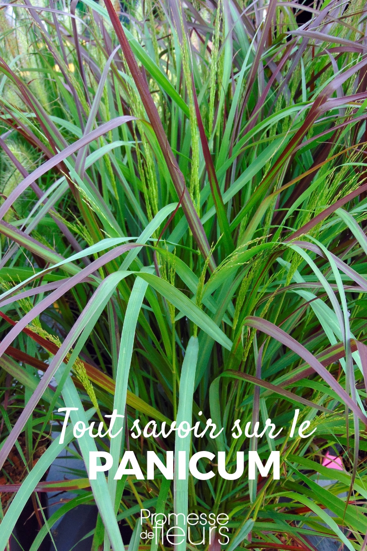 Panicum: Pflanzung, Schnitt, Pflege