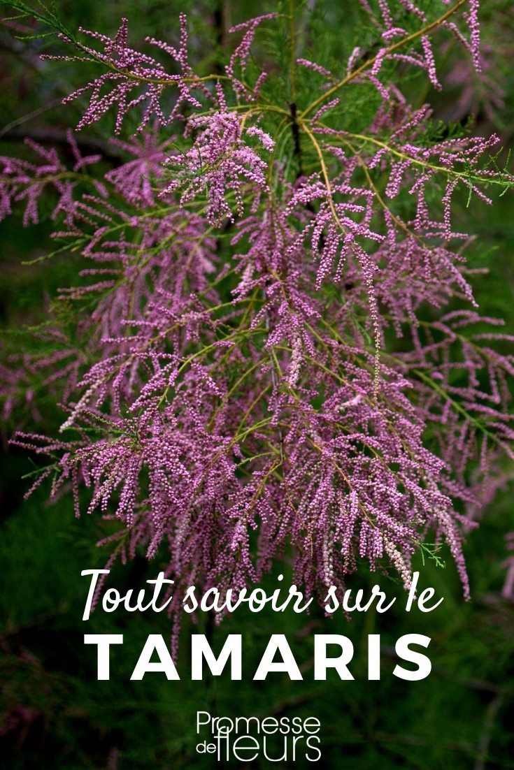 Tamaris Baum
