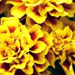 Studentenblume, Sammetblume: Aussaat, Pflanzung, Pflege