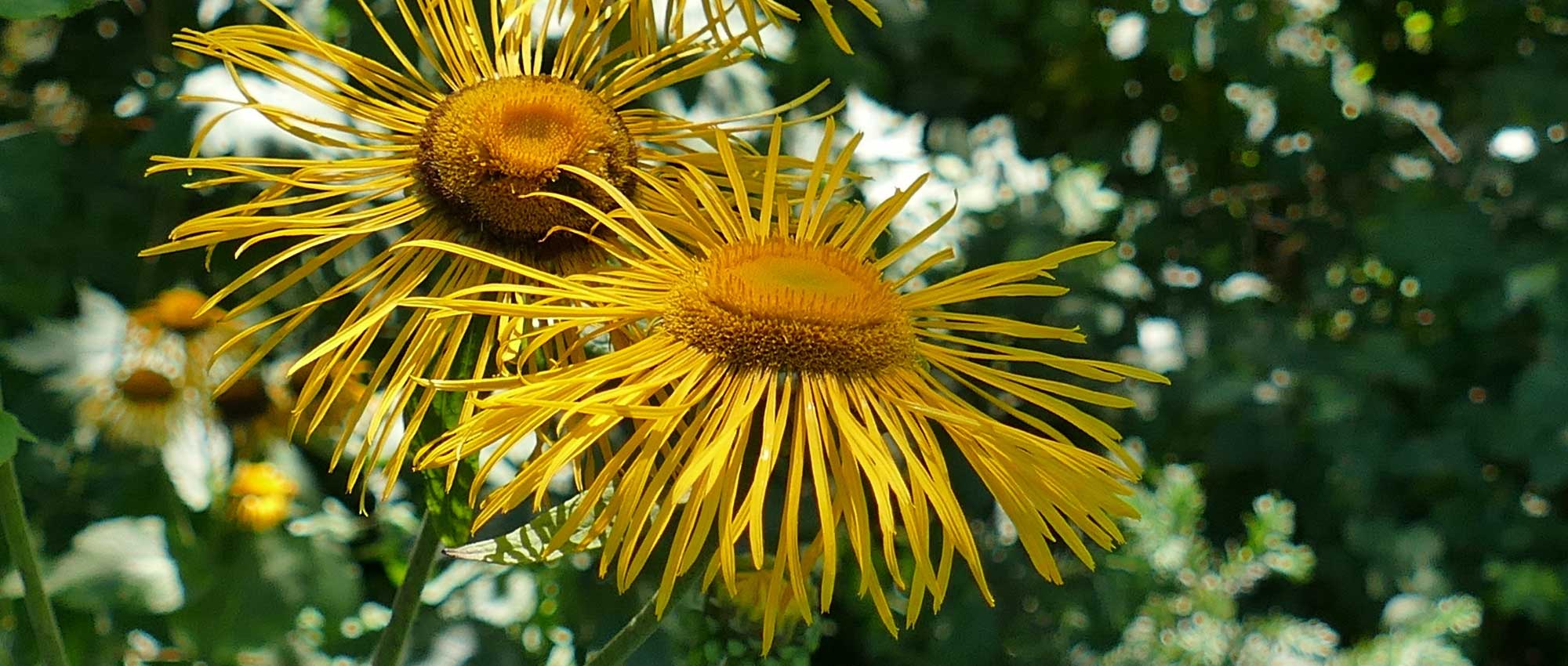 Inula, Schwert-Alant: pflanzen und pflegen