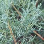 Zypresse (Cupressus): pflanzen, Rückschnitt, Pflege