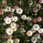 Erigeron, Berufkraut: pflanzen und pflegen