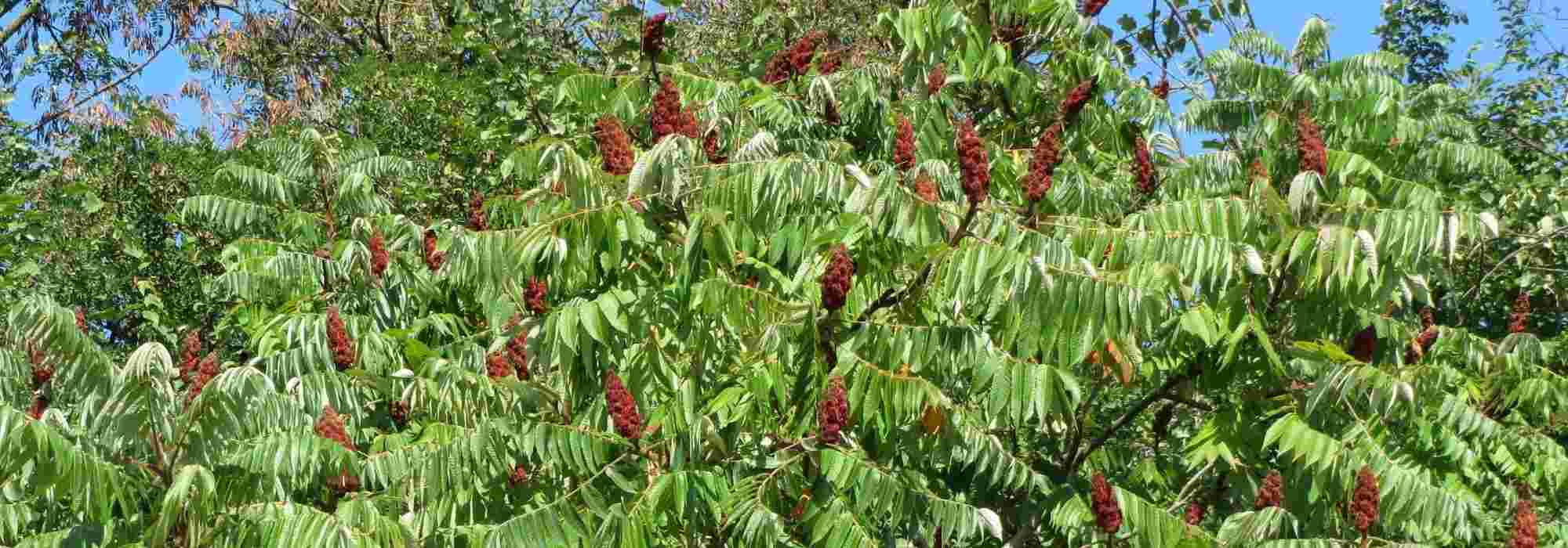 Essigbaum: Pflanzen, Pflege und Kultur