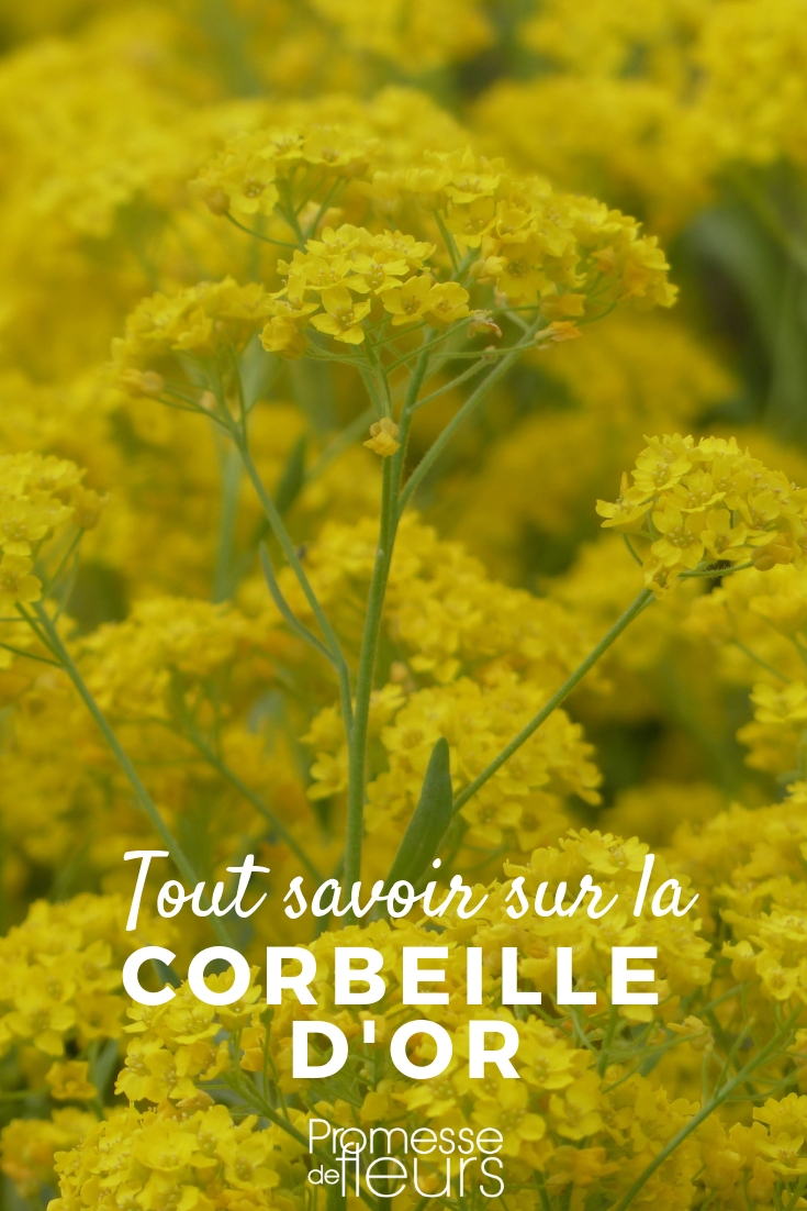 Alles über die Goldene Blüte (Aurinia saxatilis)