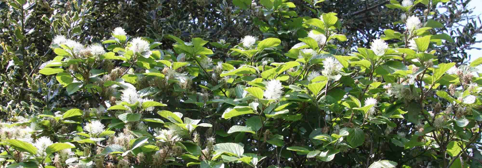 Fothergilla: Pflanzung, Rückschnitt, Pflege