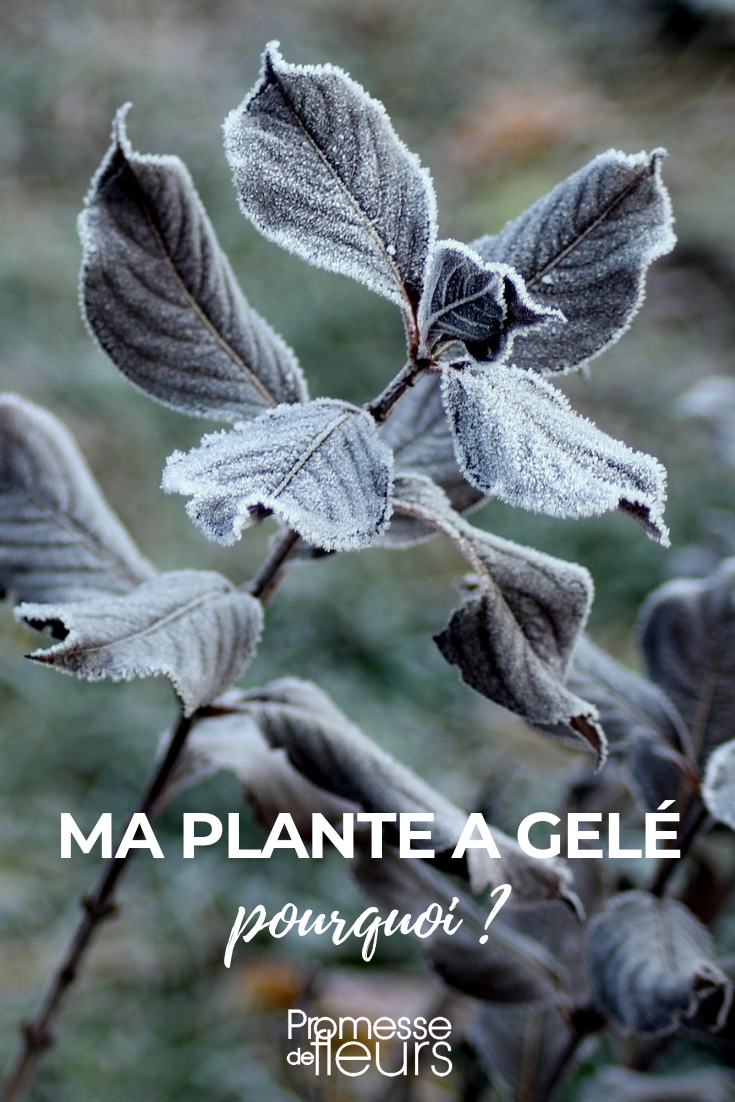 Gel im Garten