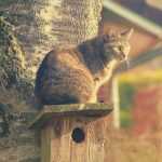 Katzen und Vögel im Garten: Tipps zum Schutz