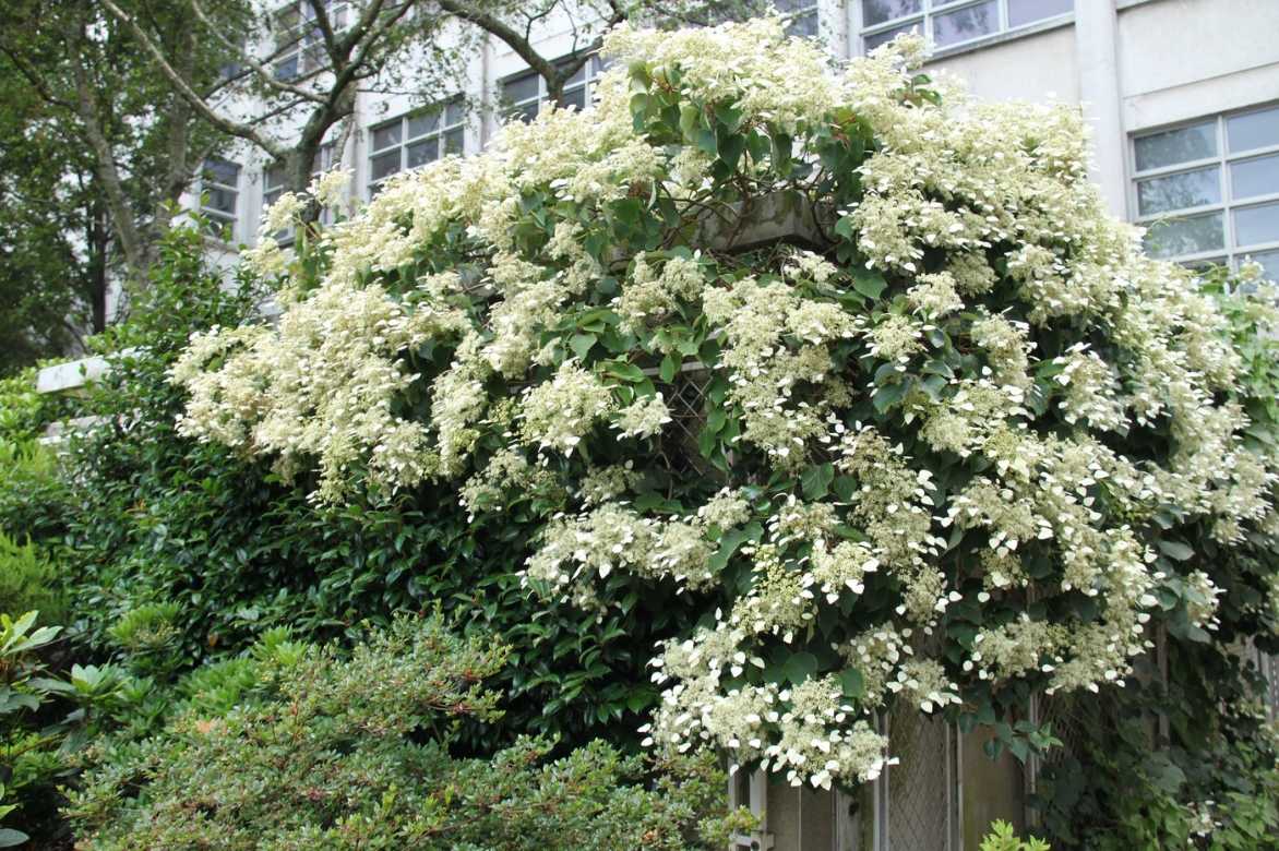 Spalthortensie