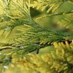 Thuja pflanzen, Rückschnitt und Pflege