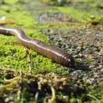 Regenwurm: unverzichtbarer Helfer im Garten