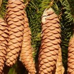 Fichte, Picea: pflanzen, Rückschnitt, Pflege