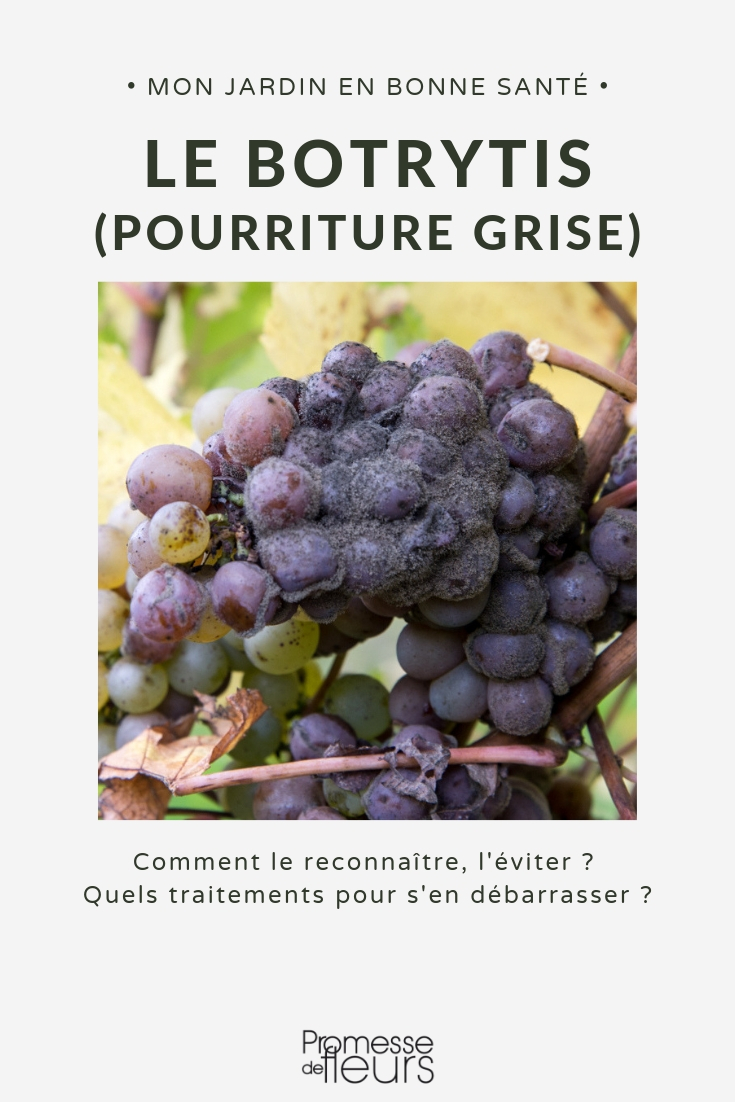 Botrytis cinerea