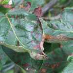 Entomosporiose: vorbeugen und bekämpfen