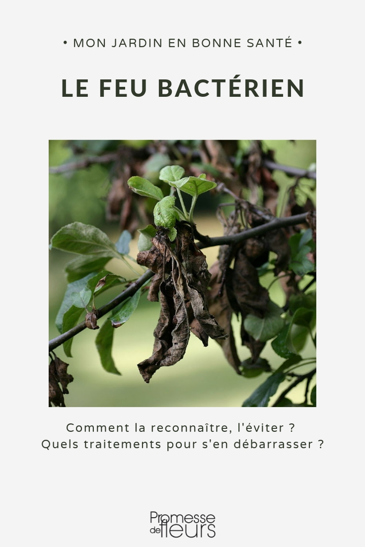 Bekämpfung des Feuerbrands