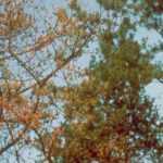 Phytophthora erkennen, vorbeugen, bekämpfen