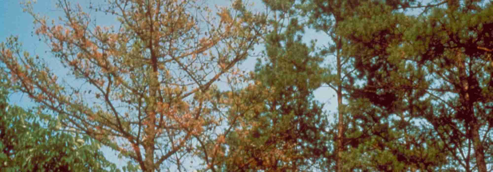 Phytophthora erkennen, vorbeugen, bekämpfen