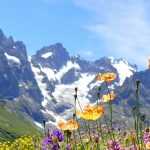 Alpenstauden