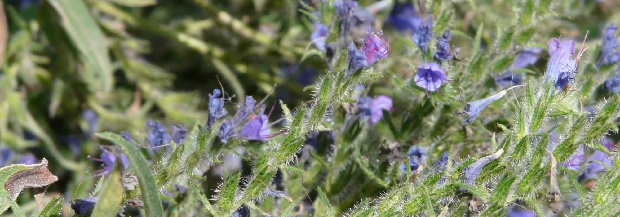 Echium, Natternkopf: säen, pflanzen, pflegen