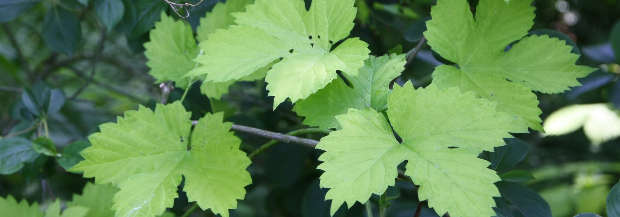 Hopfen, Humulus lupulus: Anbau, Pflege und Verwendung