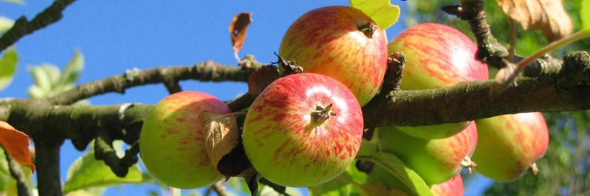 Kultur-Apfel: Pflanzen, Rückschnitt und Pflege
