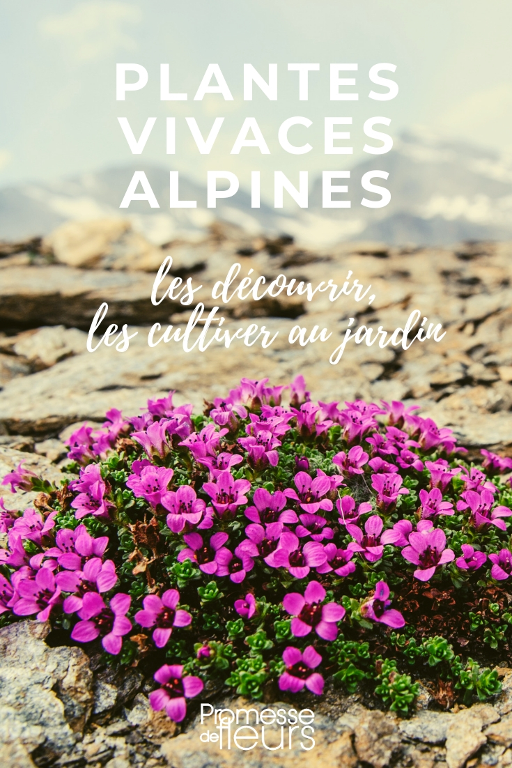 Alpenstauden