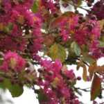 Lagerstroemia: Rückschnitt – wann und wie?