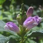 Bartfaden, Chelone obliqua: Pflanzung und Pflege