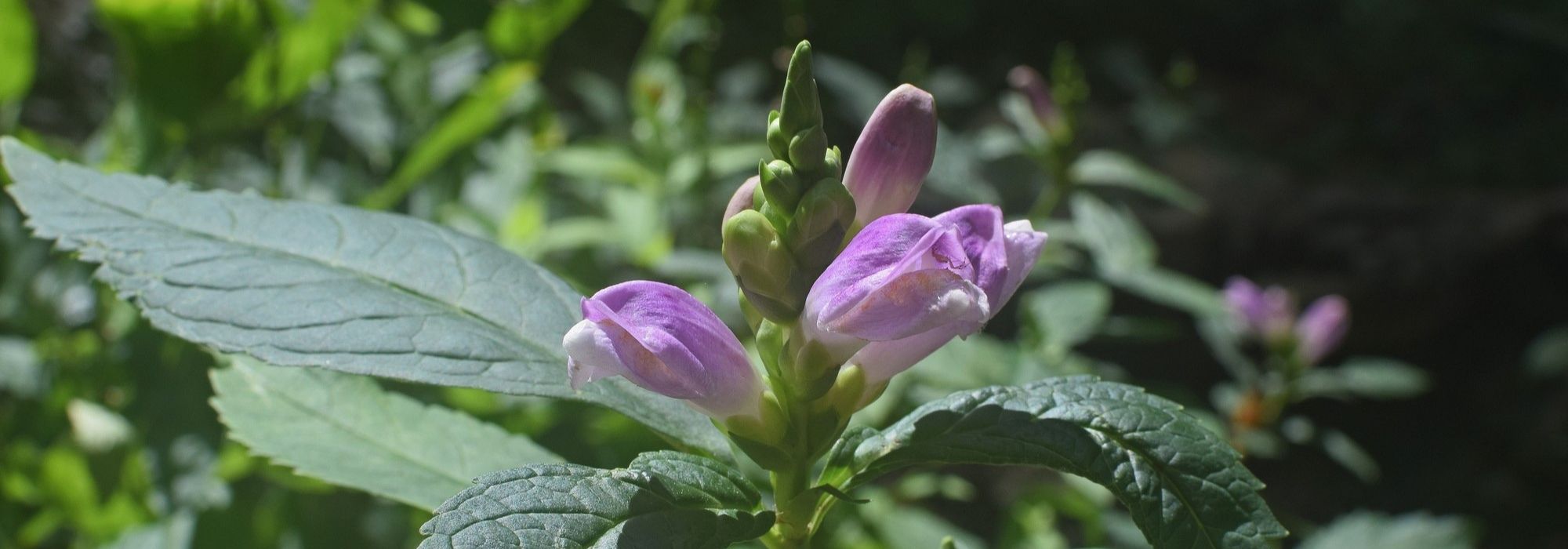 Bartfaden, Chelone obliqua: Pflanzung und Pflege