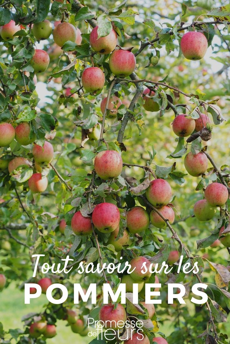 Malus – Alles, was Sie wissen müssen