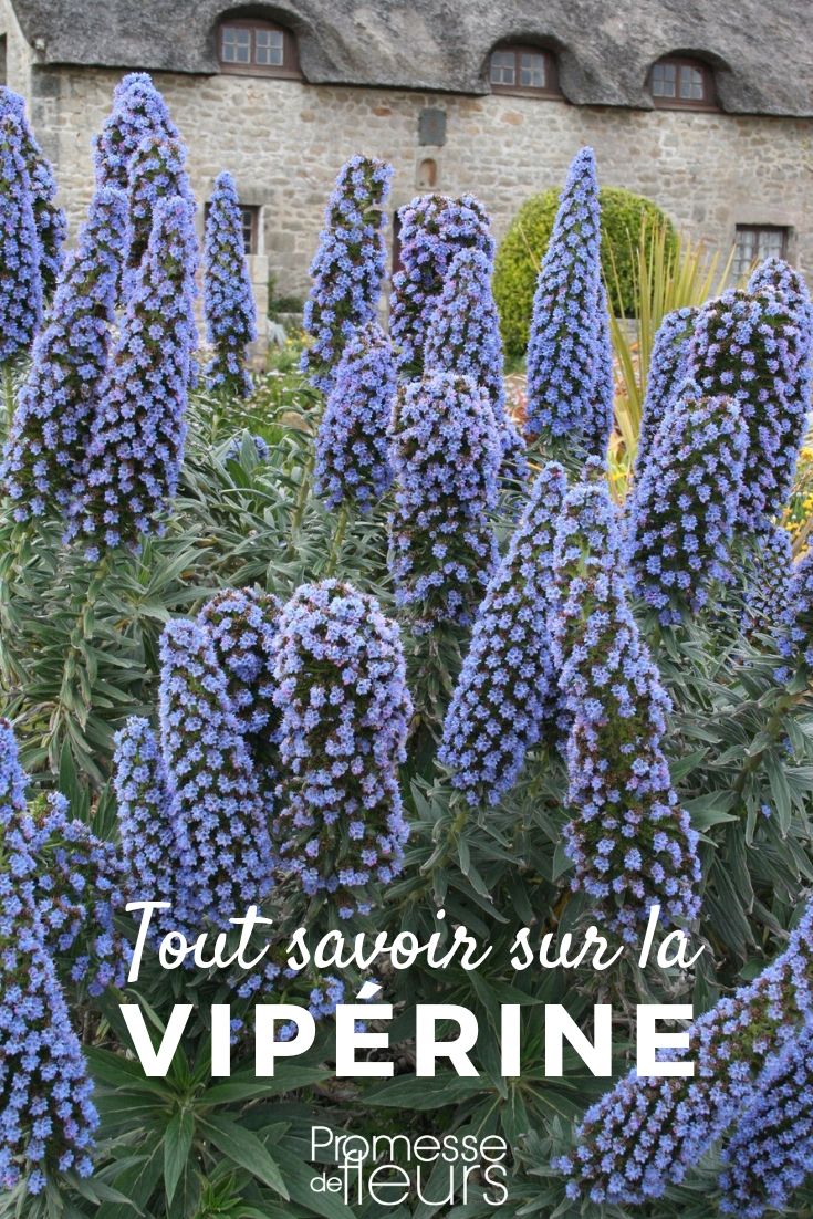 Echium oder Natternkopf, pflanzen, säen und pflegen