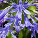 Liebesblumen: 7 bewährte Sorten
