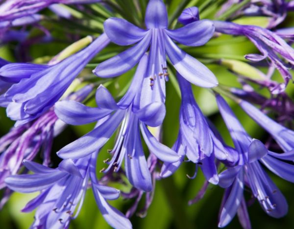 Liebesblumen: 7 bewährte Sorten