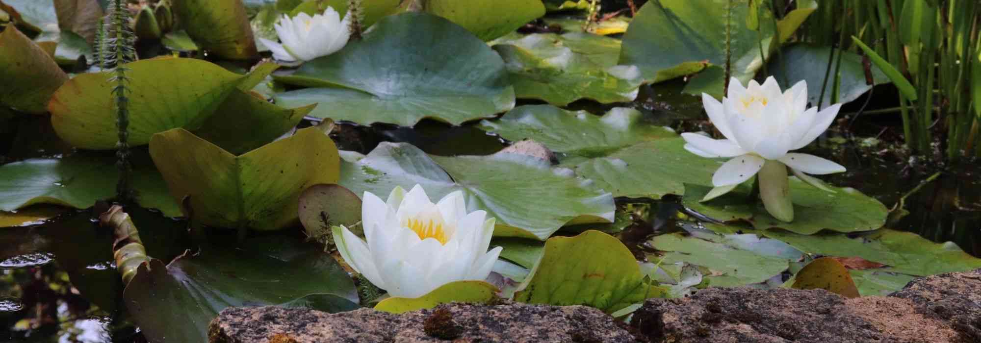 Teich bepflanzen: Wo und wie?