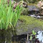 Naturteich im Garten anlegen