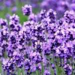 Lavendel: Welche Sorte wählen?