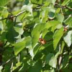 Brombeere, Maulbeerbaum: Pflanzung, Rückschnitt, Pflege