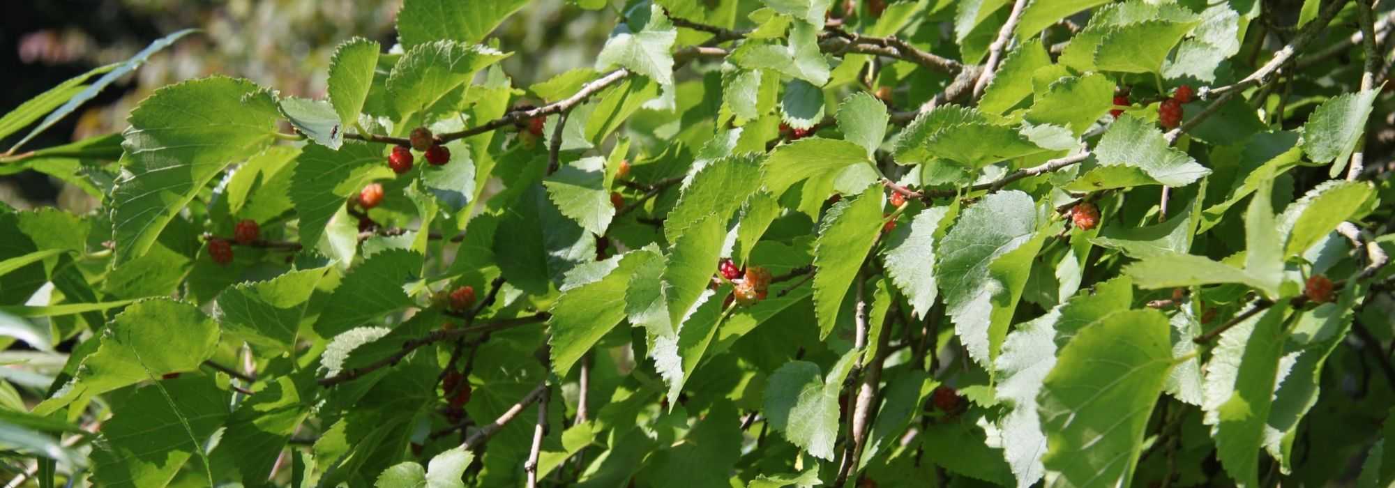 Brombeere, Maulbeerbaum: Pflanzung, Rückschnitt, Pflege