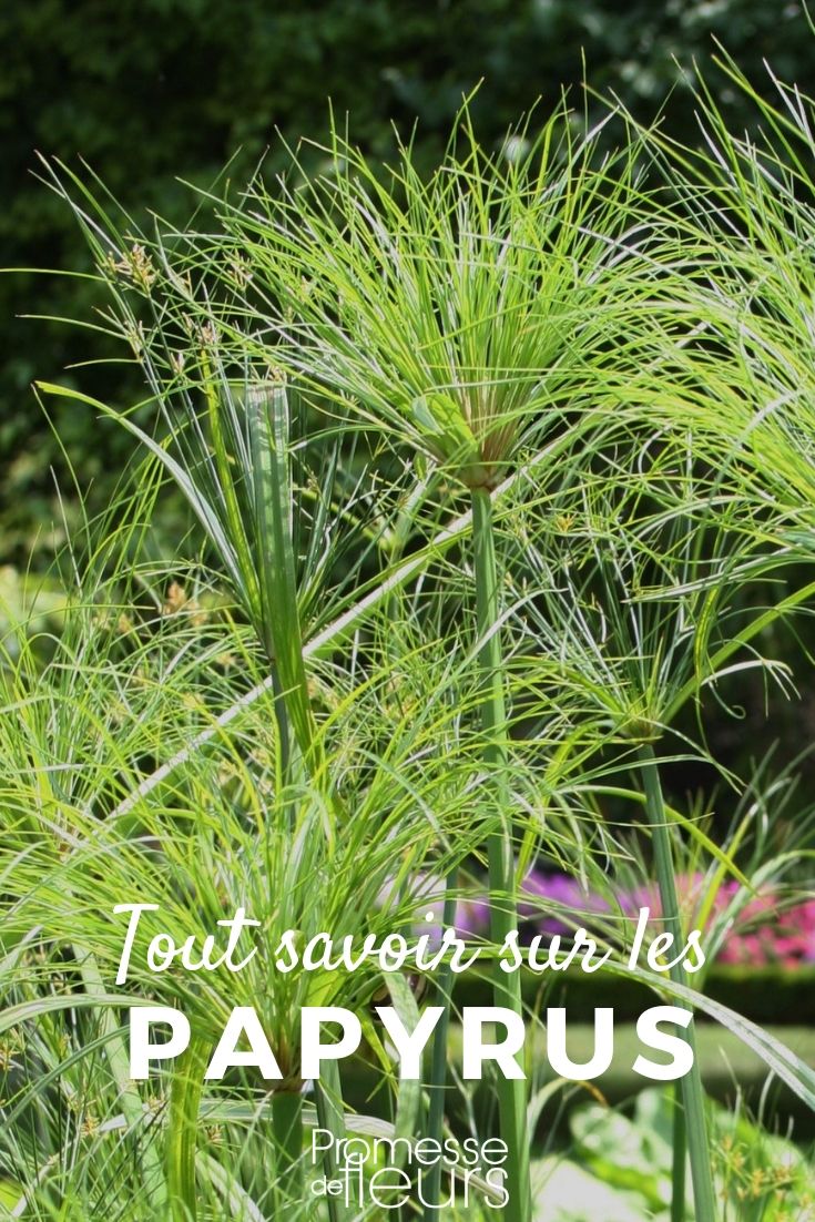 Cyperus