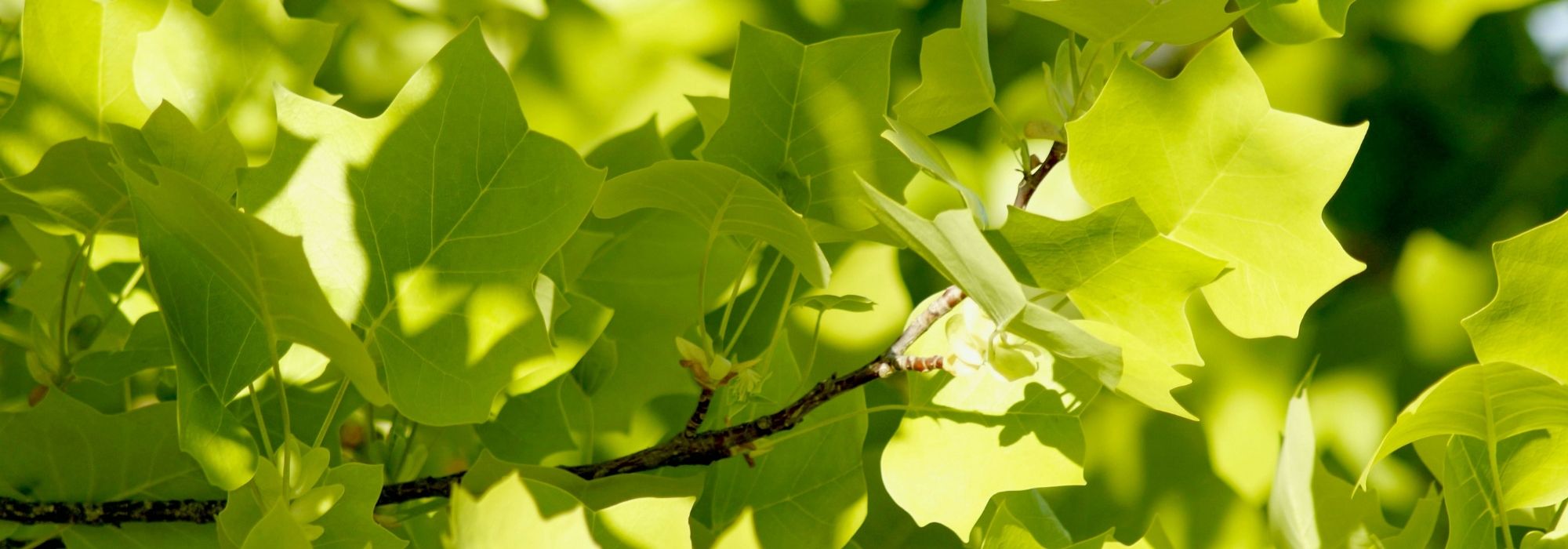 Tulpenbaum, Liriodendron: Pflanzung und Pflege