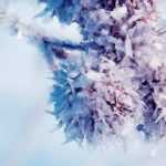 Vernalisation: Was ist das?