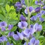 Baptisia: 7 gelungene Kombinationen