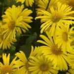 Gämswurz, Doronicum: pflanzen, vermehren, pflegen