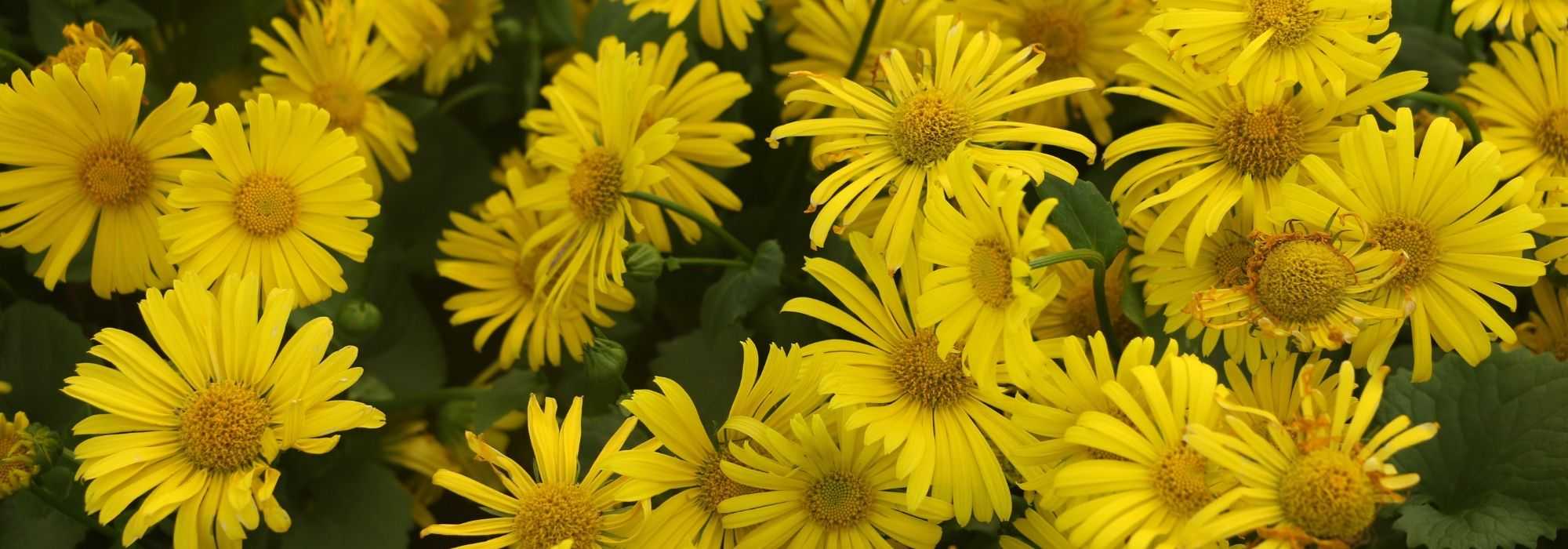 Gämswurz, Doronicum: pflanzen, vermehren, pflegen